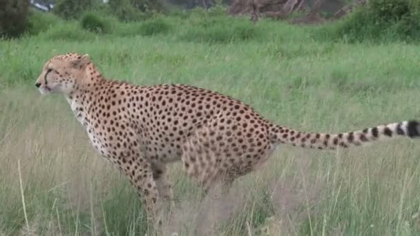 Cheetah Scratching Ground Marking His Territory — Stock Video