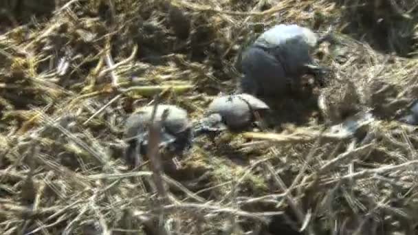 Dung Beetle Défend Avec Succès Boule Bouse Contre Les Voleurs — Video