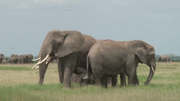 Gruppo Elefanti Madre Correva Anello Intorno Una Nuova Madre Che — Video Stock