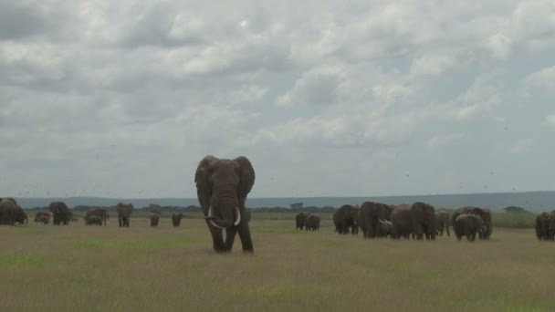 Enorme Elefante Poggia Suo Tronco Sulle Zanne — Video Stock