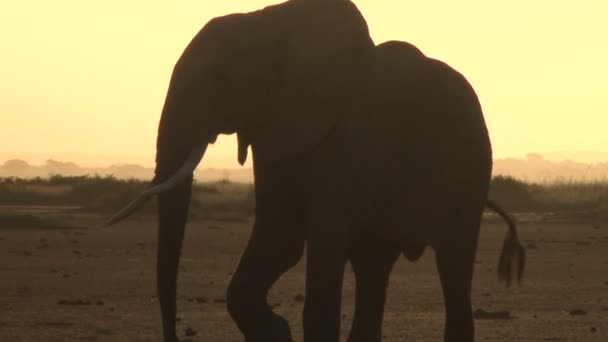 Una Sartén Elefante Caminando Con Luz Del Atardecer Distancia — Vídeo de stock