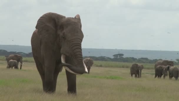 一头非常大的大象在一群大象的前面朝游泳池游去 — 图库视频影像