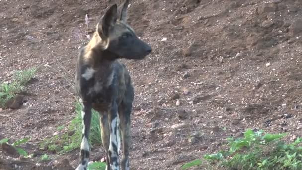 Cane Caccia Selvaggio Fronte Alla Fotocamera — Video Stock