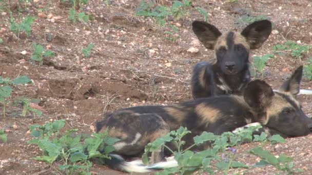 Aproape Câinii Sălbatici Care Odihnesc Într Parc — Videoclip de stoc