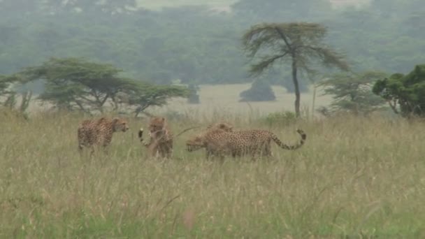 Filhotes Chita Pegar Bebê Impala Enquanto Mãe Segue Para Trás — Vídeo de Stock
