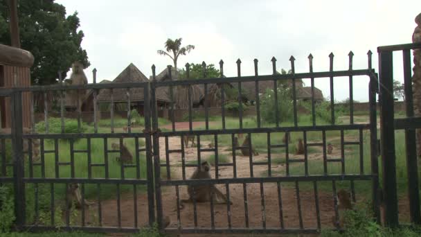 一家被遗弃的旅馆成了黄色狒狒的家 — 图库视频影像