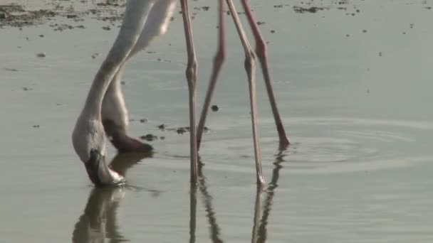 Flamingos Espalhados Novo Lago Amboseli Com Kilimanjaro Fundo — Vídeo de Stock