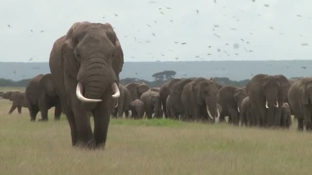 야생에서 코끼리중 하나가 자신의 무리를 이끌고 보셀리 늪으로 — 비디오