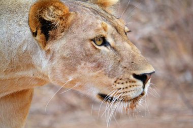 Kenya 'nın vahşi aslanını yakından çek.