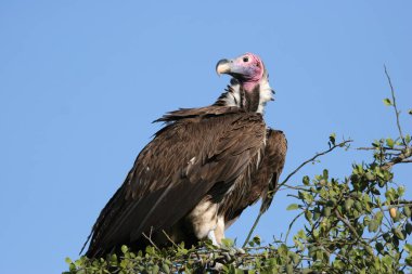 Yuvada oturan akbaba suratlı