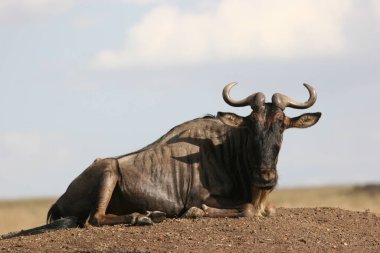 Yalnız bir antilop yaklaşıyor