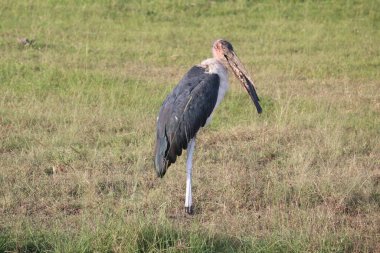 Ağzında balık olan marabutlu leylek
