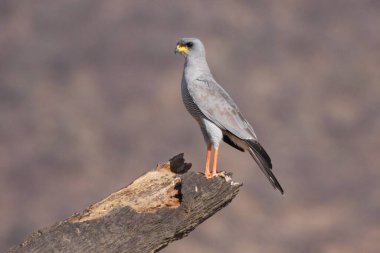 Tüylü kuş dalda oturuyor