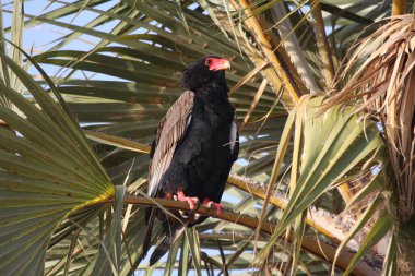Tüylü kuş dalda oturuyor