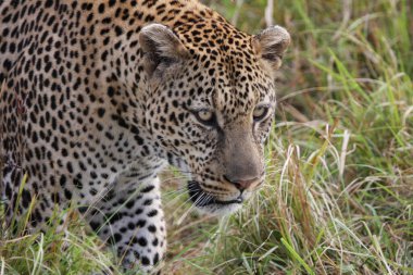 Kenya, Afrika 'daki vahşi leoparı yakından çek