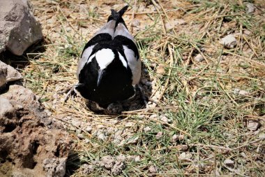 Yuvasında yumurtaları olan demirci.