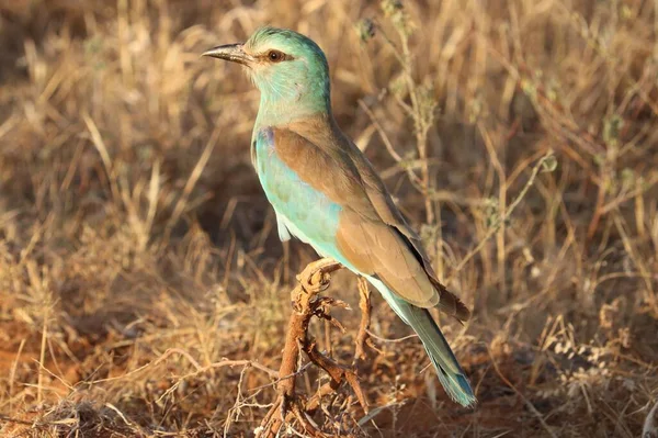 Gefiederter Vogel Sitzt Auf Dem Ast — Stockfoto