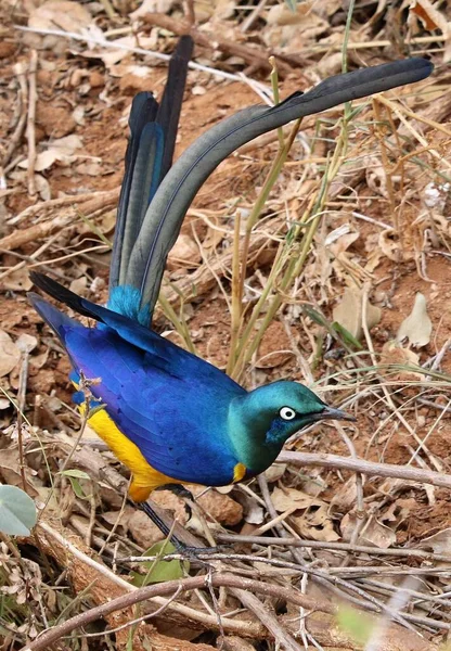 Tüylü kuş dalda oturuyor