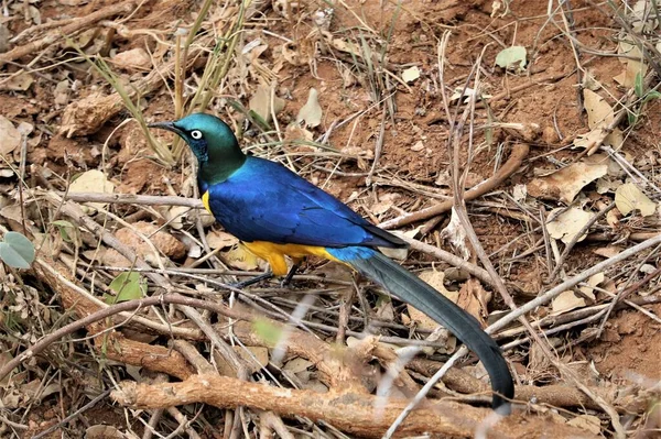 Tüylü kuş dalda oturuyor