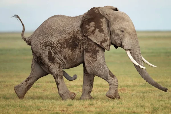 Крупним Планом Великий Слон День Постріл — стокове фото
