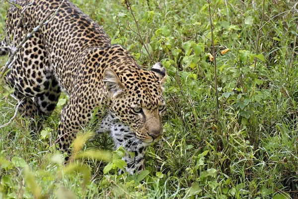 Cerrar Tiro Leopardo Silvestre Kenia África — Foto de Stock