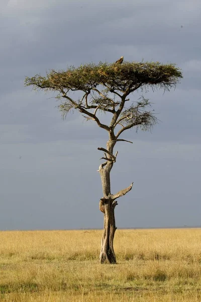 Mara düzlüklerindeki bir akasya ağacının tepesindeki bir kartal