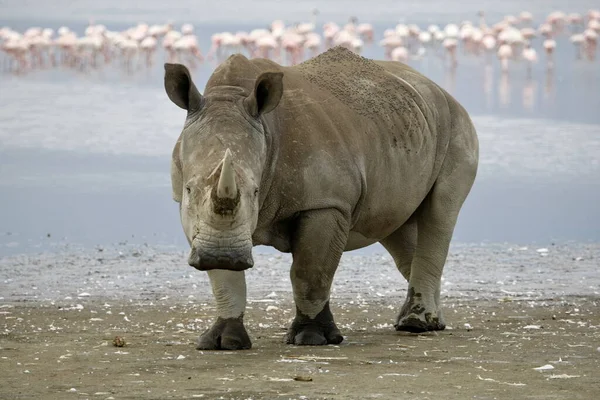 Gros Plan Rhinocéros Montrant Les Lèvres Carrées — Photo