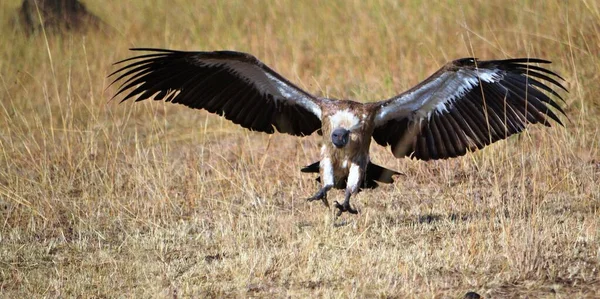 Kameraya bakan ovalara bir akbaba kondu.