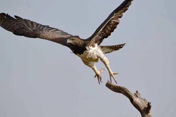 Een Martial Eagle Opstijgen Van Een Boom — Stockfoto