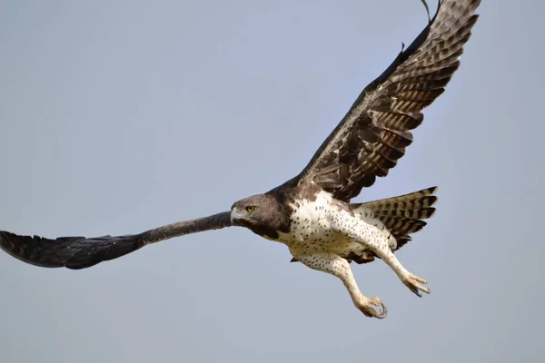 Savaş Kartalı tam gaz uçuyor.