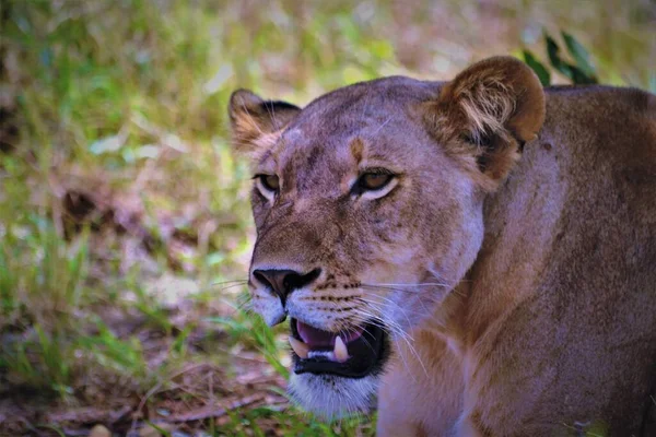 Close Shot Wild Lions Kenya — Stock Photo, Image