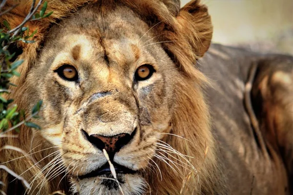 Zbliżenie Dzikiego Lwa Kenii — Zdjęcie stockowe
