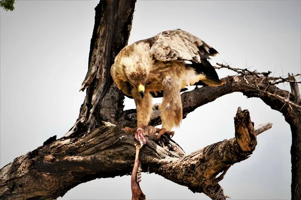 Águila Tawny Comiendo Esqueleto Chacal —  Fotos de Stock