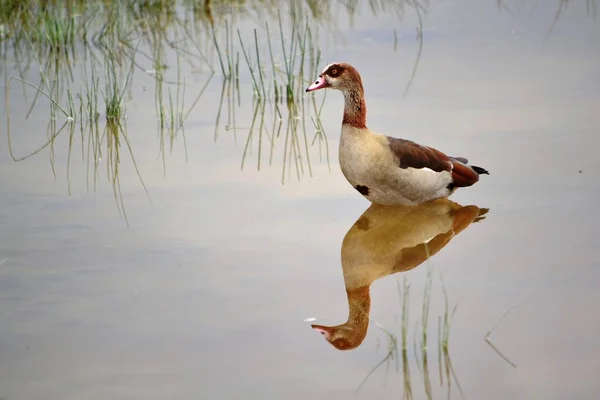 Reflet Une Oie Dans Lac Peu Profond — Photo