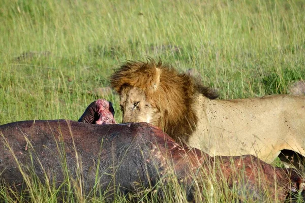 Erkek Aslan Yeni Öldürülmüş Yakın Çekim — Stok fotoğraf