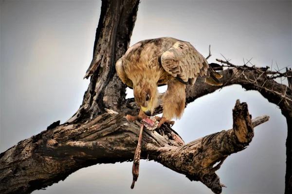 Tawny Eagle çakal iskeletini yiyor.
