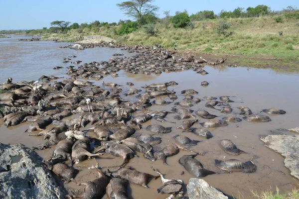 Mara Nehri 'nde bir sürü ölü antilop var.