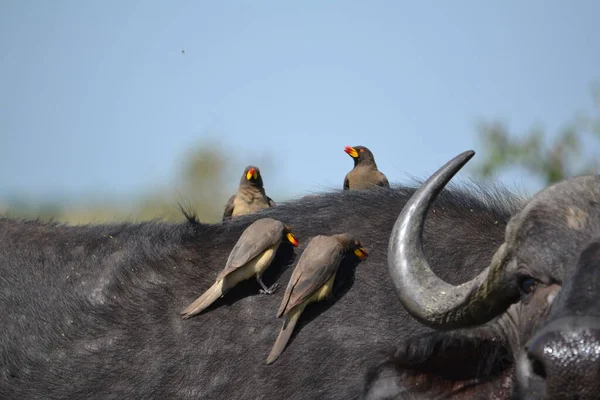 Rotschnabelpecker Auf Dem Rücken Eines Büffels — Stockfoto