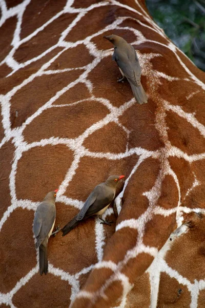 Close Van Oxpeckers Verzorgen Van Huid Van Een Giraffe — Stockfoto
