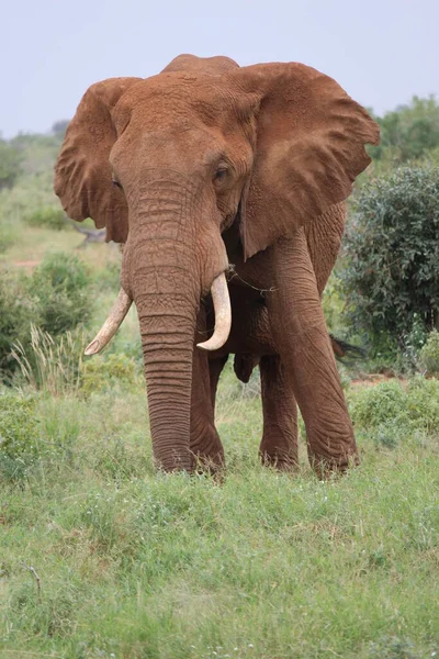 Gros Plan Grand Éléphant Prise Vue Jour — Photo