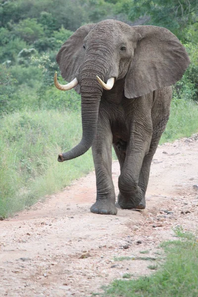 Gros Plan Grand Éléphant Prise Vue Jour — Photo