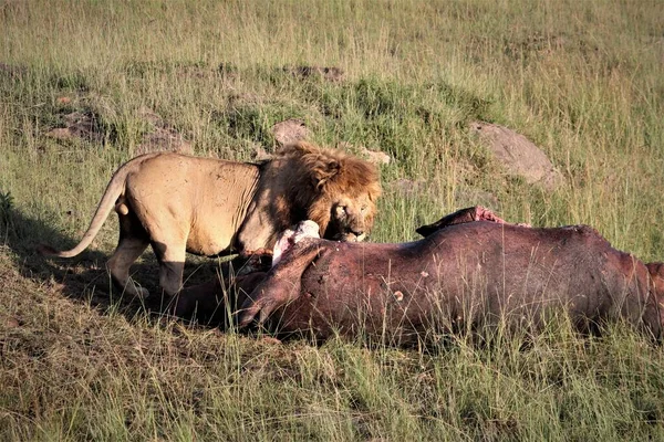 Leão Masculino Com Uma Matança Fresca Close Shot — Fotografia de Stock