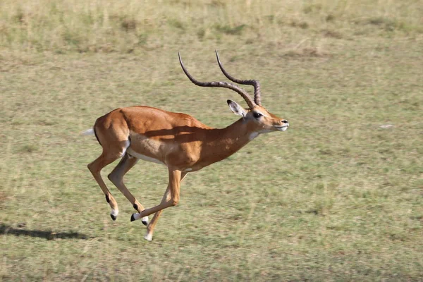 Mladá Africká Antilopa Louce Keňa — Stock fotografie