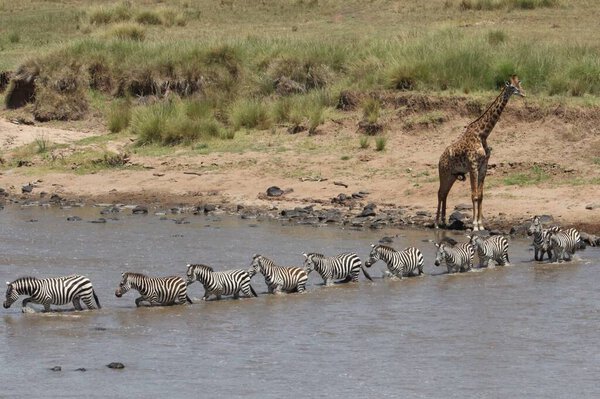 Zebras in a line crossing mara river