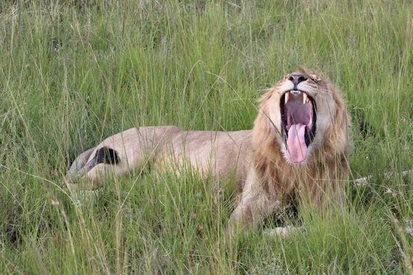 Cerrar Tiro Del León Salvaje Kenia — Foto de Stock