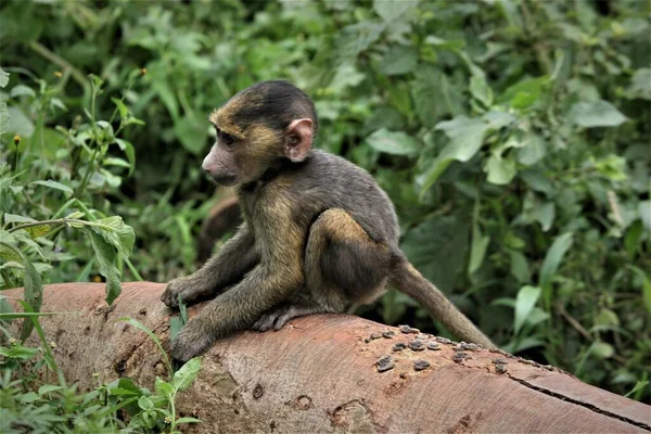 Affe Sitzt Dschungel Von Malaysia — Stockfoto