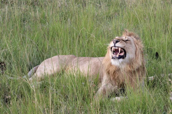 Kenya Nın Vahşi Aslanını Yakından Çek — Stok fotoğraf