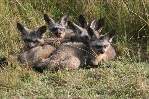 Yarasa kulaklı tilkiler çalıların arasında dinleniyorlardı.