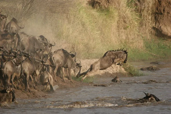 wildebeest jump into the river while crossing mara river