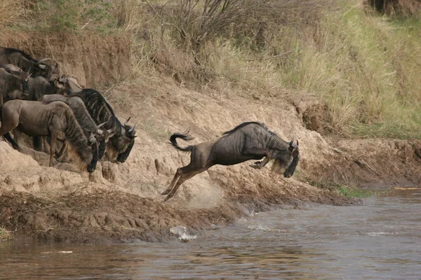 Moremi oyun rezervinde antiloplar (okavango nehir deltası, ulusal park, botswana